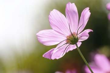 Pink Cosmos Flower Blur with Blur Pattern Background