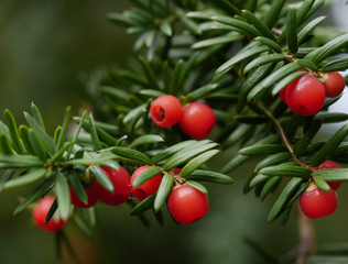Obraz premium A dark-green branch of a yew tree with bright red berries on blurred background