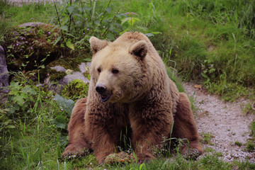 Fototapeta na wymiar Braunbär (Ursus arctos)