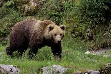 Obraz na płótnie Canvas Braunbär (Ursus arctos)