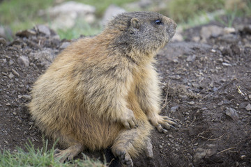 Naklejka na ściany i meble Alpine marmot in the natural environment. Dolomites.