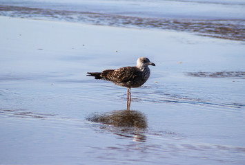 yellow-legged-gull (Larus michahellis)