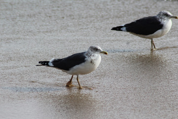 yellow-legged-gull (Larus michahellis)