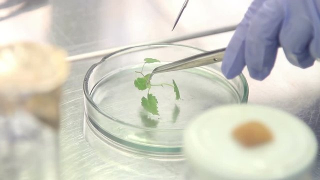 Cloning of the plants in a Petri dish. Microclonal reproduction of grapes. Method of apical meristems.