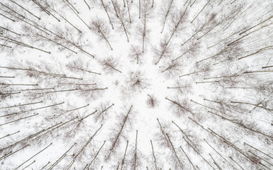Winter season aerial top down view over the snowy aspen tree forest close up