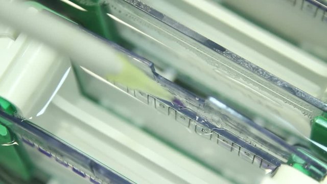 Add a mechanical pipette sample. Sample application in a vertical polyacrylamide gel. Vertical electrophoresis.