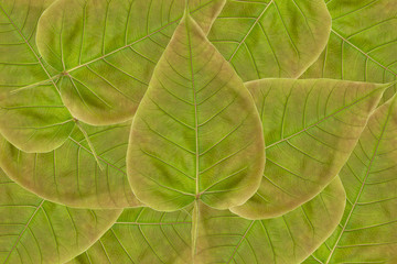 Spotted sicklefish heart shaped leaf isolated on white background with clipping path