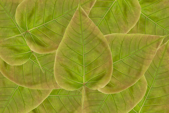 Spotted sicklefish heart shaped leaf isolated on white background with clipping path