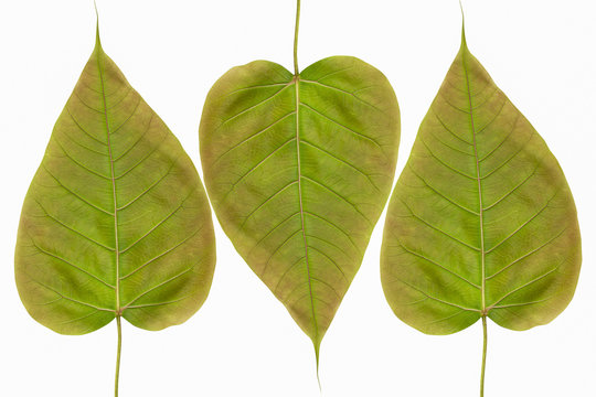 Spotted sicklefish heart shaped leaf isolated on white background with clipping path