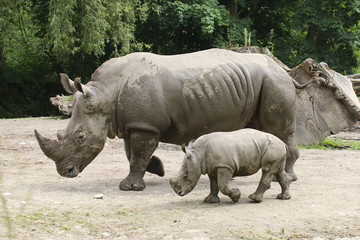 Fototapeta premium Breitmaulnashorn mit Jungtier, Ceratotherium simum