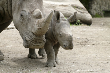 Breitmaulnashorn mit Jungtier frontal nebeneinander, Ceratotherium simum