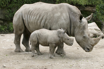 Breitmaulnashorn mit Jungtier nebeneinander, Ceratotherium simum