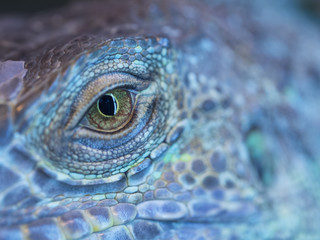 A monster reptile eye. Blue colorful skin of an iguana and a big open eye.