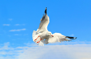Seagull flying in beautiful sky.