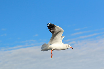 Seagull flying in beautiful sky.