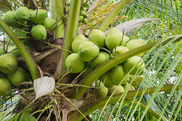 Fresh Coconut cluster on coconut tree