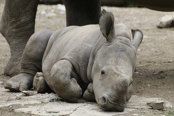 Obraz premium Breitmaulnashorn Jungtier liegt am Boden, frontal, Ceratotherium simum