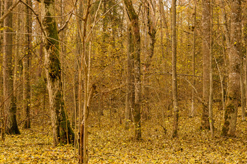 Golden autumn forest