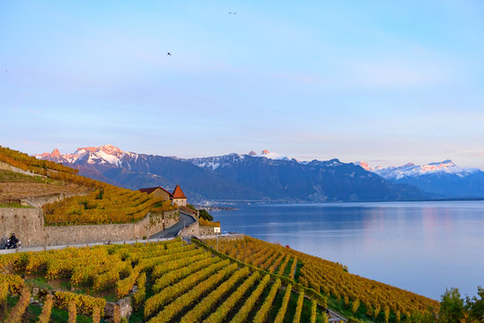Lavaux Vineyard Terraces, Switzerland during sunset in autumn