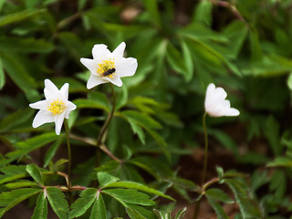 Snowdrops in the spring forest. Nature wakes up after winter.