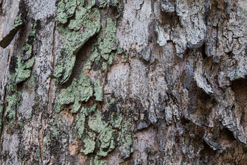 Tree Bark Texture