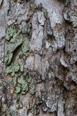 Tree Bark Texture