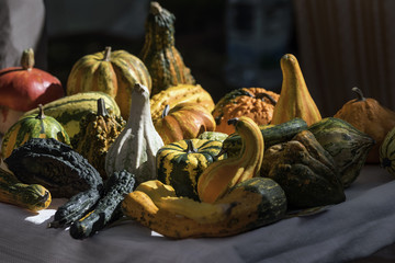 Close-up of variety of decorative pumpkins in different colors. Autumn composition of various kinds...