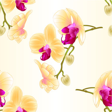 Seamless texture Phalaenopsis beautiful Yellow Orchid  stem with flowers and  buds closeup  vintage  vector editable illustration hand draw