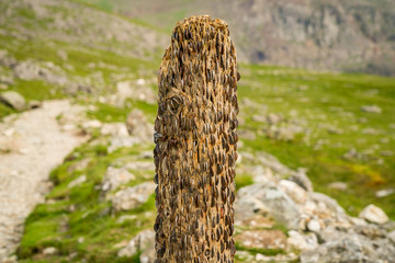 A wooden stake with coins, seen on Llanberis Path between Mount Snowdon and Llanberis, Gwynedd, Wales, UK