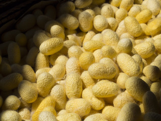 Yellow cocoons