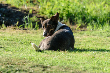 nature details in forest in summer