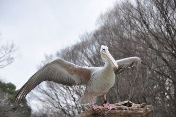 水辺の鳥