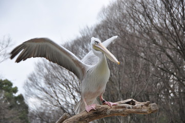 水辺の鳥