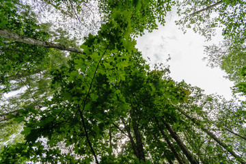 nature details in forest in summer