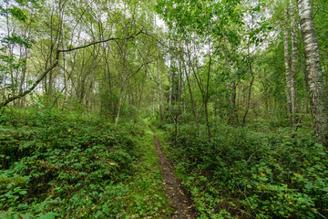 nature details in forest in summer