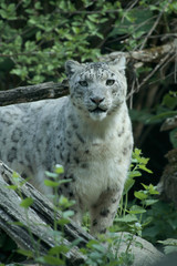 Schneeleopard oder Irbis, Panthera uncia