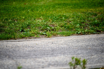 countryside road in summer