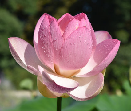 Lotus rose au printemps au jardin