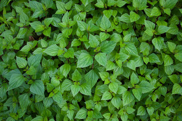 Fototapeta na wymiar green leaves for background