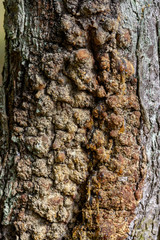 Fototapeta premium nature details in forest in summer