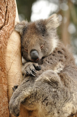 The Koala (Phascolarctos cinereus) sleeping