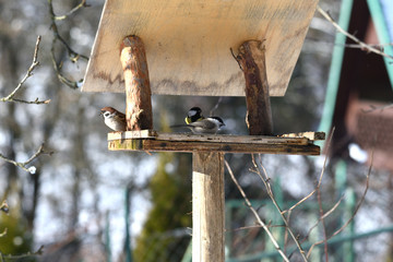 herd of birds titmouse etas from the fodder rack in the winter