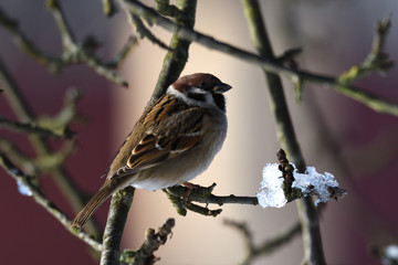 Fototapeta premium herd of birds titmouse etas from the fodder rack in the winter