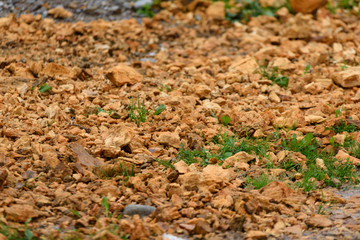 nature details in forest in summer