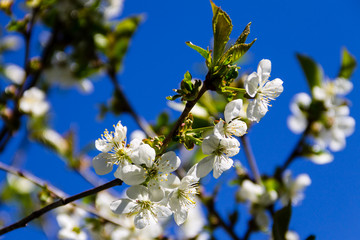 Detail of blossom cherry tree