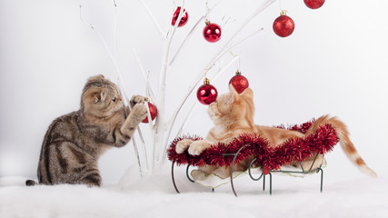 Котята играют с новогодними игрушками