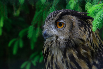 Waldohreule, Asio otus
