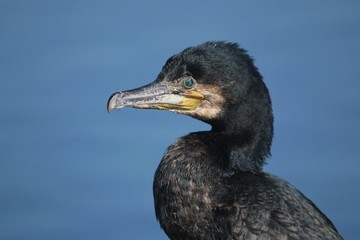 portrait of a cormorant