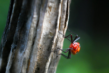 Red insects are found in dead trees