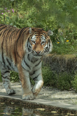 Fototapeta na wymiar Sibirischer Tiger, Panthera tigris